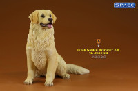 1/6 Scale sitting Golden Retriever Version 2B