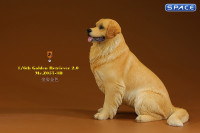 1/6 Scale sitting Golden Retriever Version 3B