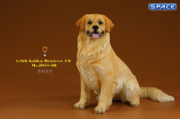 1/6 Scale sitting Golden Retriever Version 3B