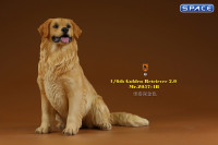 1/6 Scale sitting Golden Retriever Version 4B