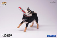 1/6 Scale Shiba Inu with frisbee (black)