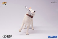 1/6 Scale Shiba Inu with frisbee (white)