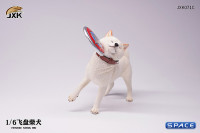 1/6 Scale Shiba Inu with frisbee (white)