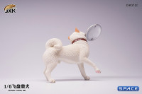 1/6 Scale Shiba Inu with frisbee (white)