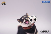 1/6 Scale Shiba Inu with football (black)