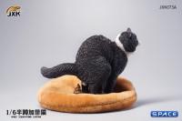1/6 Scale half squatting Exotic Shorthair Cat (black)