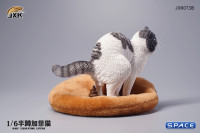 1/6 Scale half squatting Exotic Shorthair Cat (grey/white)