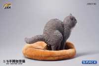 1/6 Scale half squatting Exotic Shorthair Cat (grey)