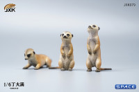 1/6 Scale Suricate Set