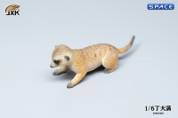 1/6 Scale Suricate Set