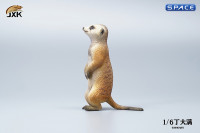 1/6 Scale Suricate Set