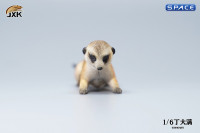 1/6 Scale Suricate Set