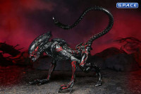 Ultimate Night Cougar Alien Kenner Tribute (Aliens)