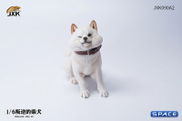 1/6 Scale sitting Shiba Inu Dont go Home (white)