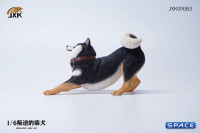 1/6 Scale Shiba Inu Dont go Home (black)