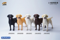 1/6 Scale Labrador Retriever (brown)