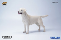 1/6 Scale Labrador Retriever (white)
