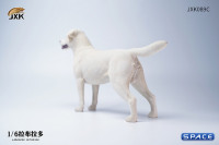 1/6 Scale Labrador Retriever (white)