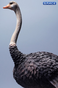 1/6 Scale Ostrich (black)