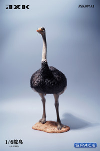 1/6 Scale Ostrich (black)