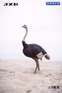 1/6 Scale Ostrich (black)