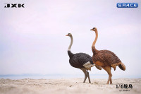 1/6 Scale Ostrich (black)
