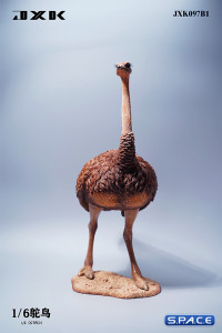 1/6 Scale Ostrich (brown)