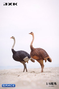 1/6 Scale Ostrich (brown)