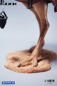 1/6 Scale Ostrich with saddle (brown)