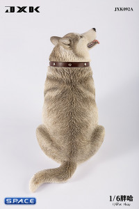 1/6 Scale fat Husky (grey)