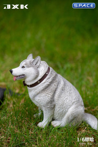 1/6 Scale fat Husky (grey)