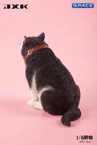 1/6 Scale fat Husky (black)
