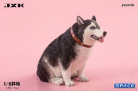 1/6 Scale fat Husky (black)