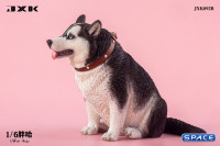 1/6 Scale fat Husky (black)