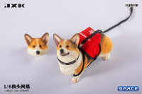 1/6 Scale Welsh Corgi Pembroke (brown/black)