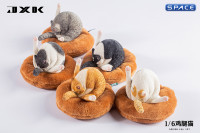 1/6 Scale Chicken Leg Cat (white/black)