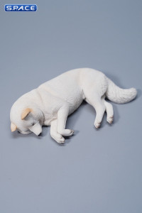 1/6 Scale sleeping Shiba Inu Set (white)