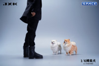 1/6 Scale Pomeranian (white)