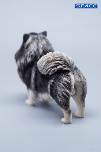 1/6 Scale Pomeranian (black)