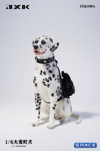 1/6 Scale sitting Dalmatian