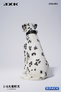 1/6 Scale sitting Dalmatian