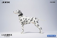 1/6 Scale Dalmatian