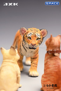 1/6 Scale Tigerkin