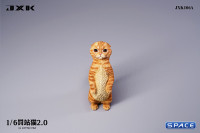 1/6 Scale Scottish Fold (red)