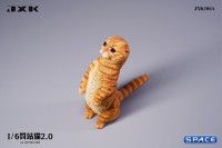 1/6 Scale Scottish Fold (red)