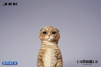 1/6 Scale Scottish Fold (brown)