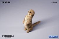 1/6 Scale Scottish Fold (brown)