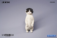 1/6 Scale Scottish Fold (white/black)