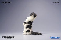 1/6 Scale Scottish Fold (white/black)