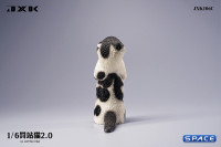 1/6 Scale Scottish Fold (white/black)